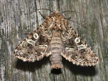 Hadena perplexa D. & S. adulte - �Philippe Mothiron