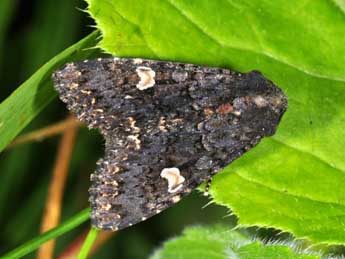 Melanchra persicariae L. adulte - �Philippe Mothiron