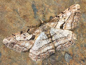 Peribatodes perversaria Bsdv. adulte - �Daniel Morel