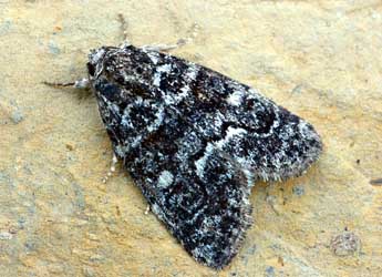 Bryophila galathea Mill. adulte - �Daniel Morel