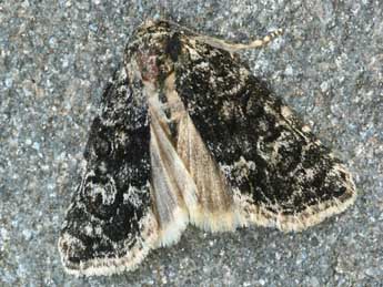 Bryophila galathea Mill. adulte - �Daniel Morel