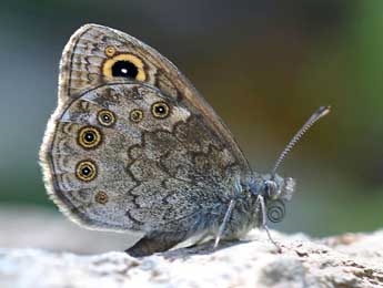 Lasiommata petropolitana F. adulte - �Daniel Morel