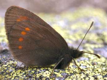 Erebia pharte Hb. adulte - �Daniel Morel
