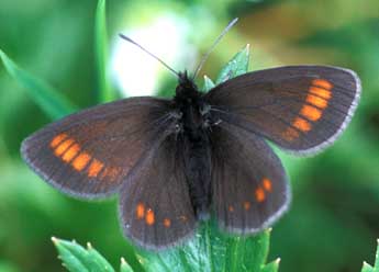 Erebia pharte Hb. adulte - �Tristan Lafranchis
