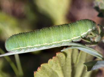  Chenille de Colias phicomone Esp. - �Tristan Lafranchis