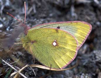 Colias phicomone Esp. adulte - �Tristan Lafranchis