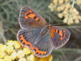 Lycaena phlaeas L. adulte - �Philippe Mothiron