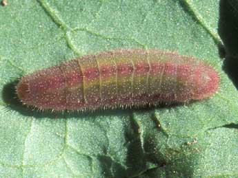  Chenille de Lycaena phlaeas L. - �Tristan Lafranchis