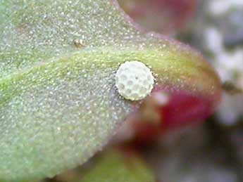  Oeuf de Lycaena phlaeas L. - �J�r�my Lebrun