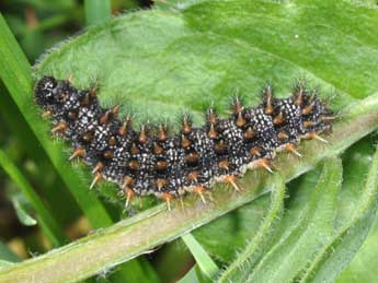  Chenille de Melitaea phoebe D. & S. - �Philippe Mothiron