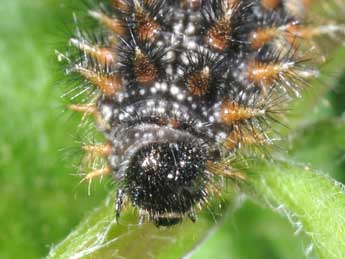  Chenille de Melitaea phoebe D. & S. - �Philippe Mothiron