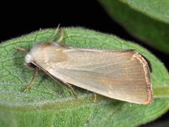 Arenostola phragmitidis Hb. adulte - �Philippe Mothiron