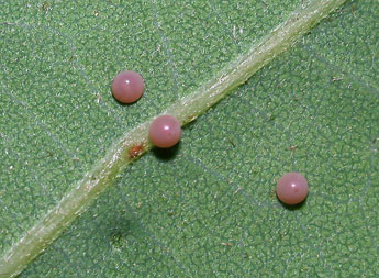  Oeuf de Clostera pigra Hfn. - �Philippe Mothiron