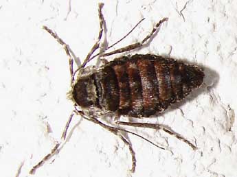 Phigalia pilosaria D. & S. adulte - �Jean-Jacques Porteneuve