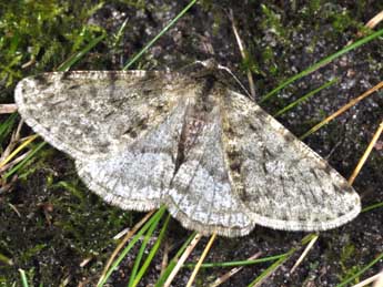 Phigalia pilosaria D. & S. adulte - �Philippe Mothiron