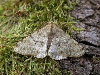 Phigalia pilosaria D. & S. adulte - �Philippe Mothiron