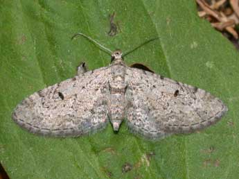 Eupithecia pimpinellata Hb. adulte - �Philippe Mothiron