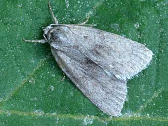 Bryonycta pineti Stgr adulte - �Daniel Morel