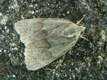 Bryonycta pineti Stgr adulte - �Olivier Pineau