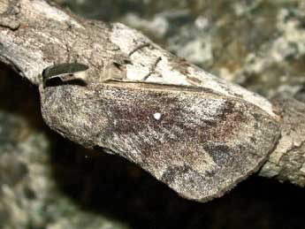 Dendrolimus pini L. adulte - �Herv� Guyot