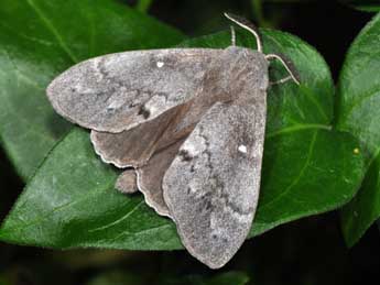 Dendrolimus pini L. adulte - �Philippe Mothiron