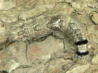  Chenille de Dendrolimus pini L. - �Olivier Pineau