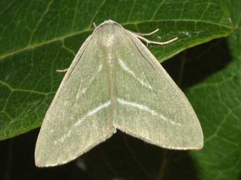 &copy;Fr�d�ric Billi. Hylaea pinicolaria Bell.