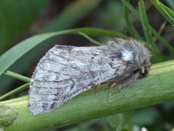 Thaumetopoea pinivora Tr. adulte - �Daniel Morel