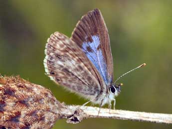 Leptotes pirithous L. adulte - �Daniel Morel