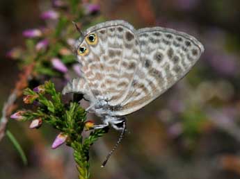 Leptotes pirithous L. adulte - �Jean-Michel Faton