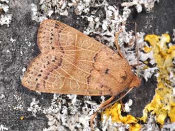 Anchoscelis pistacinoides Aub. adulte - �Philippe Mothiron