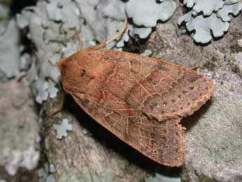 Anchoscelis pistacinoides Aub. adulte - �Philippe Mothiron