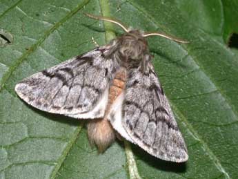 Thaumetopoea pityocampa D. & S. adulte - �Philippe Mothiron