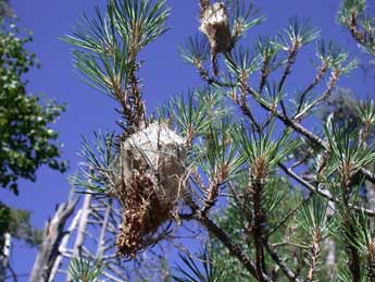  Chenille de Thaumetopoea pityocampa D. & S. - �Philippe Mothiron