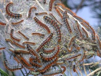  Chenille de Thaumetopoea pityocampa D. & S. - �Philippe Mothiron