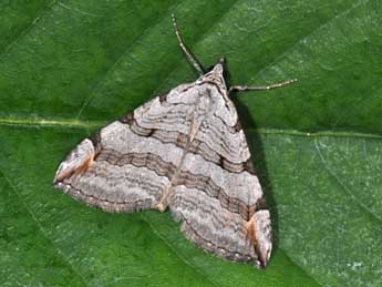 Aplocera plagiata L. adulte - �Philippe Mothiron