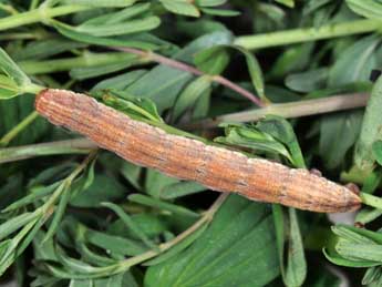  Chenille de Aplocera plagiata L. - �Philippe Mothiron