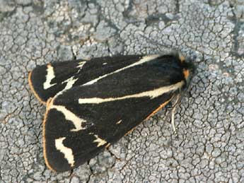 Arctia plantaginis L. adulte - �Daniel Morel