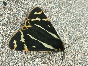 Arctia plantaginis L. adulte - �Daniel Morel