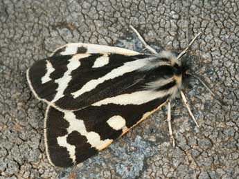 Arctia plantaginis L. adulte - �Daniel Morel