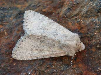 Apamea platinea Tr. adulte - �Daniel Morel