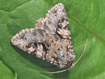 Hada plebeja L. adulte - �Philippe Mothiron