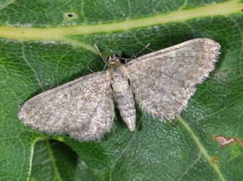 Eupithecia plumbeolata Hw. adulte - �Philippe Mothiron