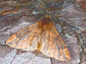 Ptilophora plumigera D. & S. adulte - �Christian Frund