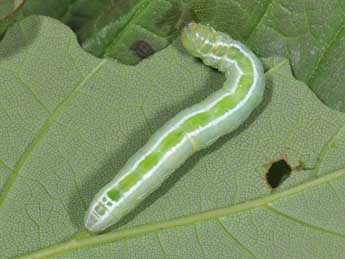  Chenille de Ptilophora plumigera D. & S. - �Philippe Mothiron