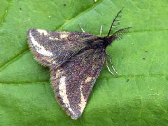 Lythria plumularia Frr adulte - �Daniel Morel