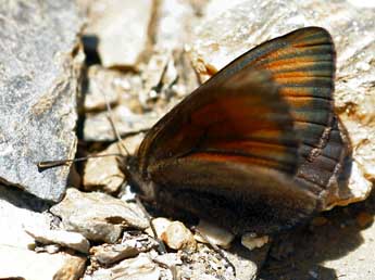 Erebia pluto Prun. adulte - �Daniel Morel