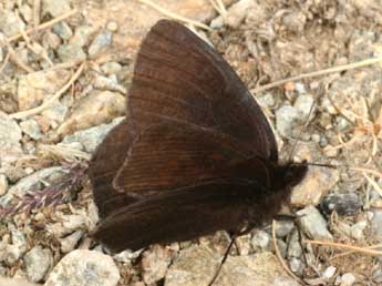 Erebia pluto Prun. adulte - �Daniel Morel