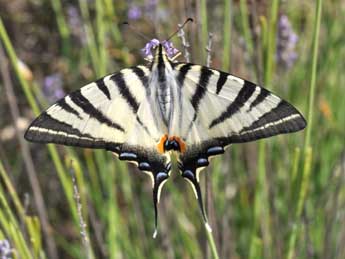 Iphiclides podalirius L. adulte - �Philippe Mothiron