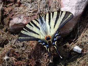 Iphiclides podalirius L. adulte - �Philippe Mothiron